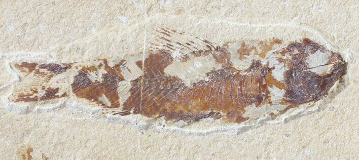 Bargain, Cretaceous Fossil Fish - Lebanon #53925